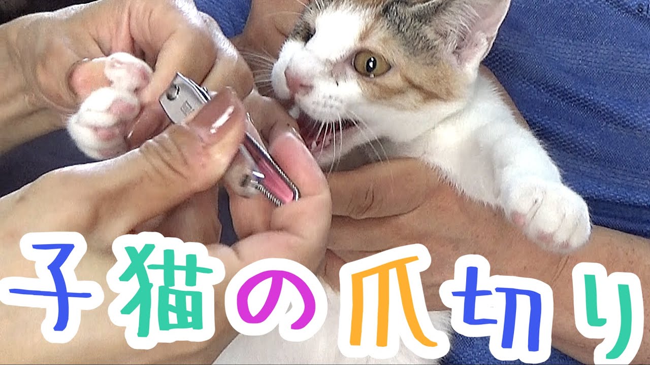 保護した子猫の爪切りとご褒美と先住猫のやきもちと・・・