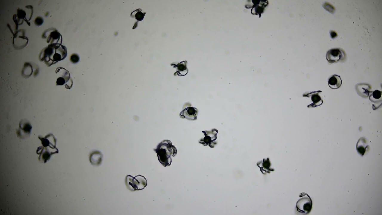 これがツクシのダンスの撮影だ！