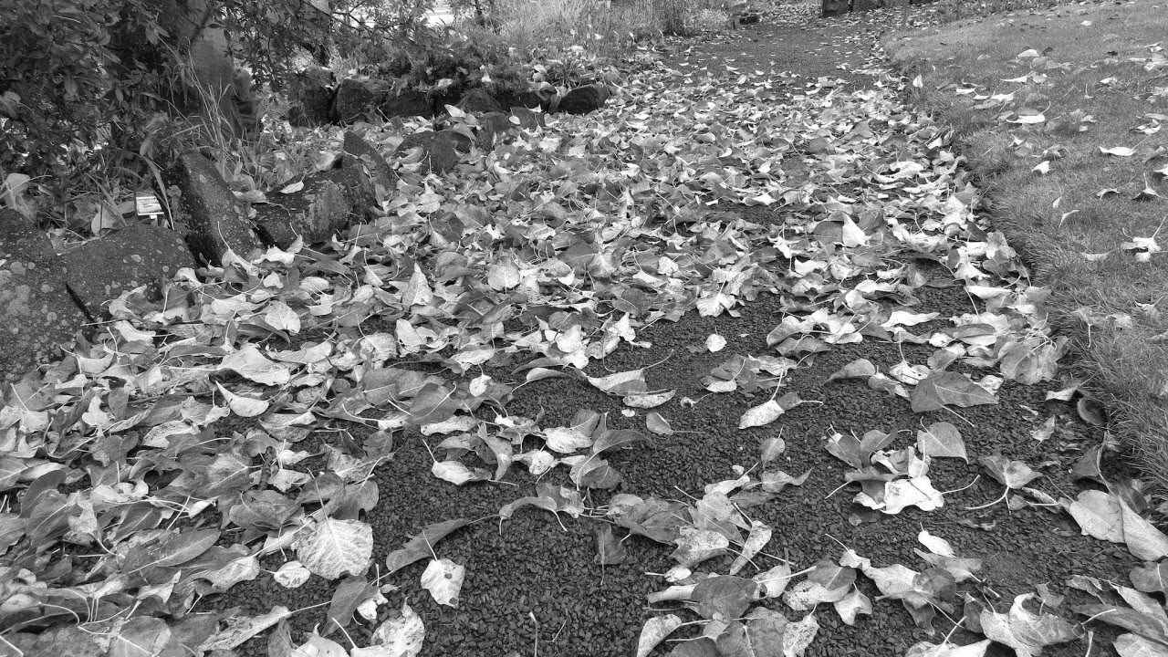 ハマの料理と日常 のライブ配信