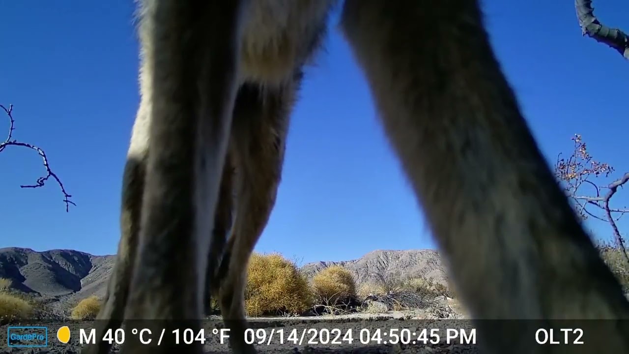 S2E22: A Few Visitors Stop By To Check Out The Happy Valley Wildlife Cameras