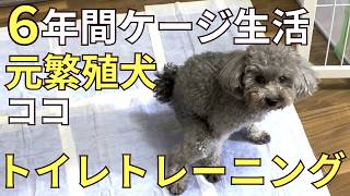 6年間ケージ生活だった元繁殖犬のトイレトレーニング