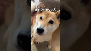 おやつは鳩サブレ