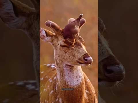 The Red-Billed Oxpecker: Nature's Most Ruthless Cleaner?