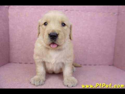 03/12黃金獵犬母幼犬2號