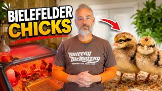 The Chicks Arrived. So I Built Them THIS Brooder