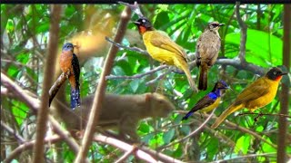 Download lagu TESTING SUARA PIKATAN ANEKA JENIS BURUNG ANDALAN JAYA CHANNEL TERNYATA ??? mp3 Download lagu TESTING SUARA PIKATAN ANEKA JENIS BURUNG ANDALAN JAYA CHANNEL TERNYATA ??? mp3