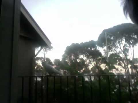 bird on the things.mov