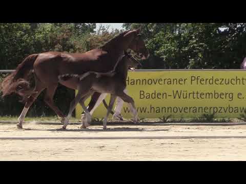 Delaware, HF von  DeLorean - Rotspon