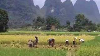 preview picture of video 'China, Yangshuo, harvesting rice'