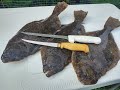 FLUKE! - Fillet and Release!! Easy Filleting for Beginners!!