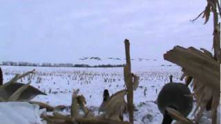 preview picture of video 'Late Season Goose Hunting Lac qui parle MN.  Guided goose hunting with Maxxed Out Guides'