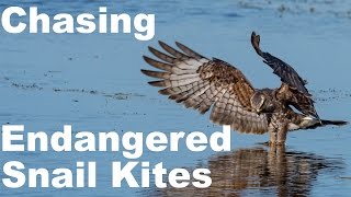 Nikon D500 - Chasing Endangered Snail Kites - Wildlife Photography