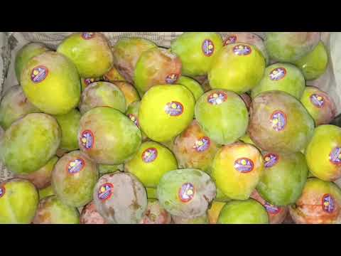 A Grade Yellow Banganapalli Mango