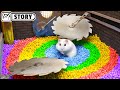 Hamster Escapes the Most Dangerous Prison Maze 🐹 Homura Ham