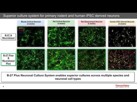 New Gibco B-27 Plus Neuronal Culture System-Next Generation Media for Superior Neuronal..