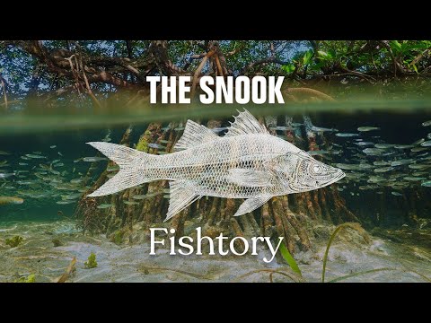 Fishing for Snook on YouTube
