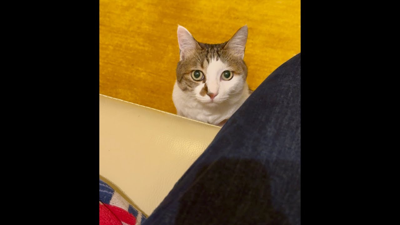 エース＆おむすび🐾お昼のまったりライブ配信🦖🍙