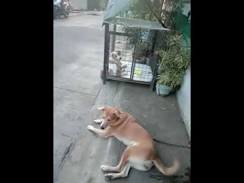 labrador/golden super ingay tumahol