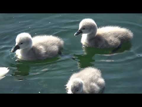 SWANS and SWANS. Birth.