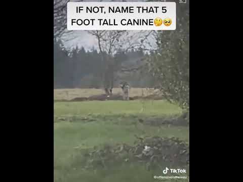 5 foot tall canine wolf or dogman #shorts #tiktok #dogman #wolf