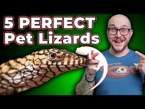各サイズのトップ 5 の最高のトカゲ!ナンバーワンは決して当てはまりません！