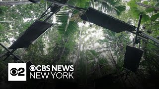 How will tropical forests respond to climate change?