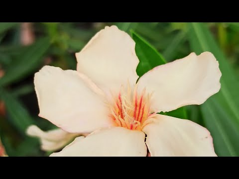 Oleander - Worauf im Sommer achten und Kann er im Regen stehen gelassen werden? // Gartenschlau.com