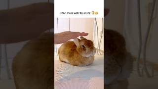 Download lagu Bunny loaf attitude 🫣 #cuteanimals #bunny #rabbit mp3