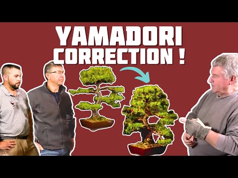 Correction on a Formatting 🌱 NEJIKAN BONSAI 🌱