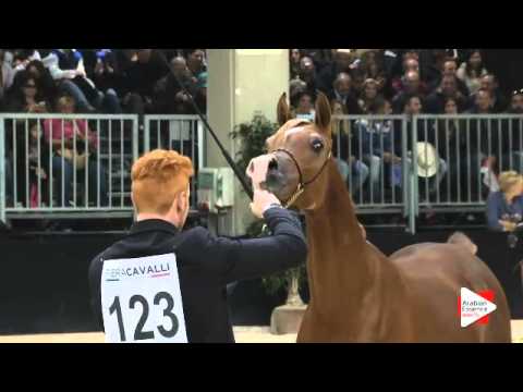 N 123 AMAN SCAH   Verona 2015   Yearling Colts Class 2A