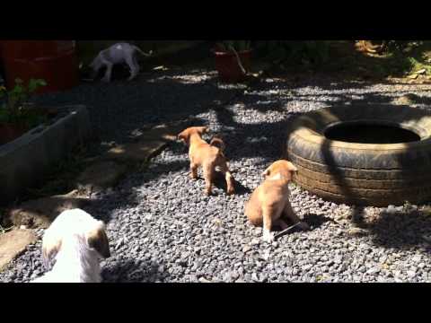 Pups and Seraphine at PAWS Belle-Rive