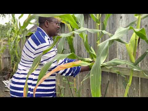 We Harvested and Roasted Some Corn! Growing Tropical Vegetables in The USA 