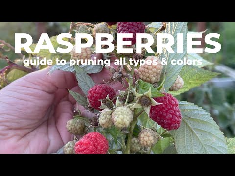 How to PRUNE RASPBERRIES of all types and colors!