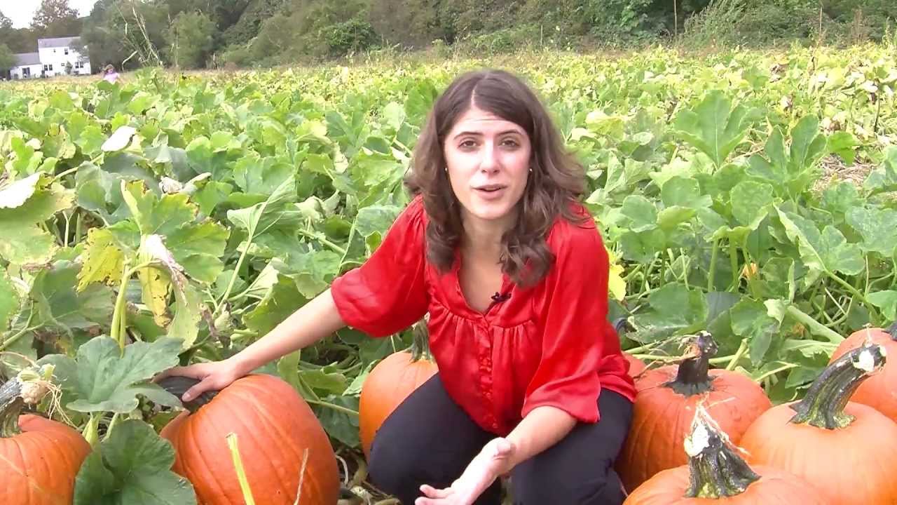 Pumpkin Picking 101