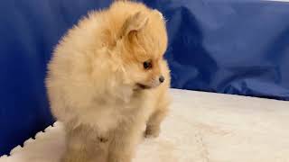 ポメラニアンの動画01