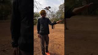 preview picture of video 'Ranthambhor National park: Zone-4 views, 18 Oct 2018(3) - indian pie bird feeding from hand'