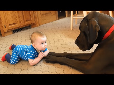 The Most Adorable Baby and Dog Clips Online! 😍 | Funny Baby & Dog Videos