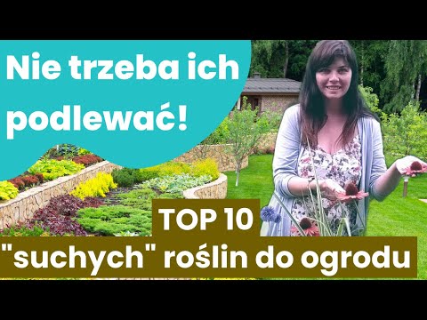 Lista roślin (10) do ogrodu na stanowisko słoneczne, suche. Nie wymagające częstego podlewania