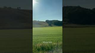 Wheat field beside the railway tracks near Oslo. #norway #train #nature #ノルウェー #オスロ