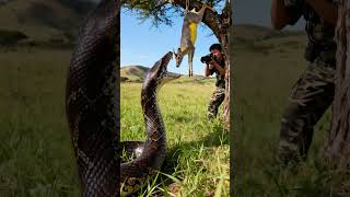 The python catches a deer on camera! #python #wildlife #hunting #lifeanddeath #wildphoto