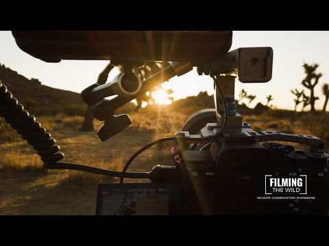 A Day in Joshua Tree National Park | Behind the Scenes of Wildlife Filmmaking