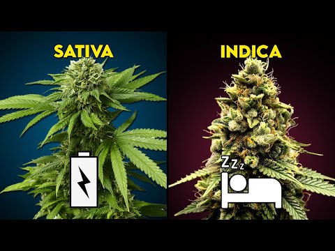 Sativa VS Indica, ¿Cuál es la diferencia? | Desmintiendo el mito