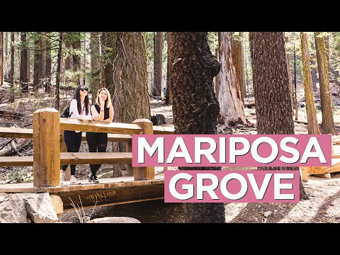 Mariposa Grove of Giant Sequoias - Easy Hike at Yosemite National Park