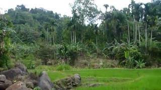preview picture of video 'Sri Lanka,ශ්‍රී ලංකා,Ceylon,Beautiful Valley with Rice Paddy (01)'