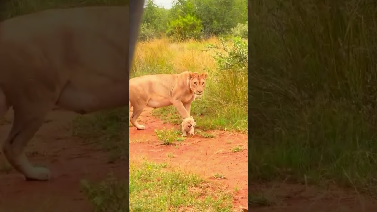 Tiny Lion Cub’s First Bush Walk and Mom’s Watching Like
