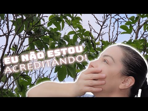 I DID IT 🦞 FOR THE FIRST TIME + YOU CAN'T IMAGINE HOW FULL OF FRUITS IT IS + IT WAS ABANDONED 😔