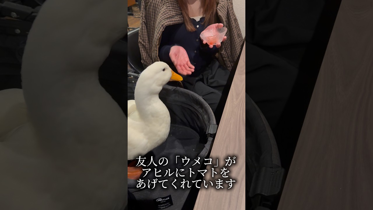 アヒルとウメコとトマト