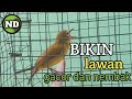 Pleci Dakun Malang Bikin Lawan Gacor Dan Nembak