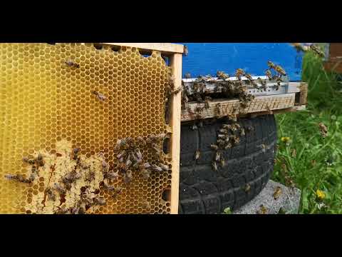 PČELICE RADILICE / WORKER BEES 🐝