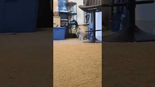 Shadow love his toy #fyp # #cat #foryou #ragdoll #kitten #cute #shorts
